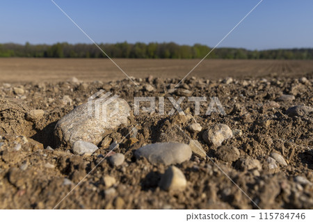 preparing the soil for sowing in spring 115784746