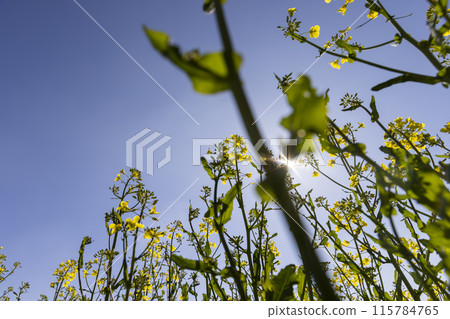 a monocultural field with flowering rapeseed in agriculture 115784765