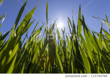 winter wheat for a large harvest 115784766