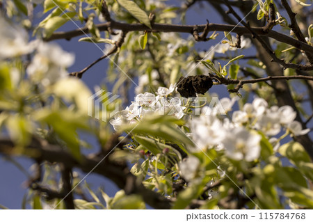 white flowers on cherry trees in the orchard white flowers on cherry trees in the orchard 115784768