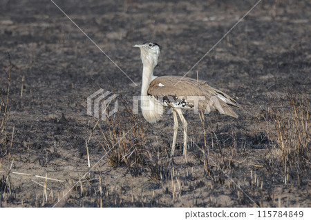 Australian Bustard standing over burnt ground, at Cape York, Australia Australian Bustard standing over burnt ground, at Cape York, Australia 115784849