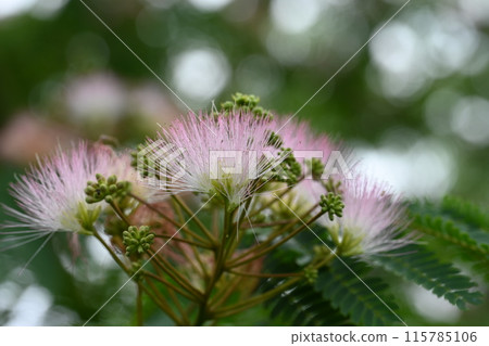 Silk tree flowers I saw in a nearby stream 115785106