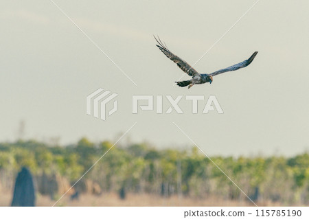 A Spotted Harrier flying over the open spaces of Cape York, Australia. A Spotted Harrier flying over the open spaces of Cape York, Australia. 115785190