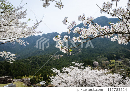 Cherry blossoms blooming at Akagi Castle ruins Cherry blossoms blooming at Akagi Castle ruins 115785224
