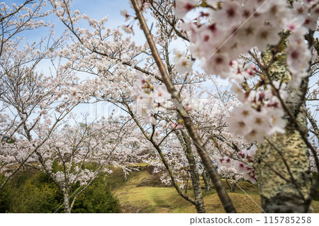 Cherry blossoms blooming at Akagi Castle ruins Cherry blossoms blooming at Akagi Castle ruins 115785258