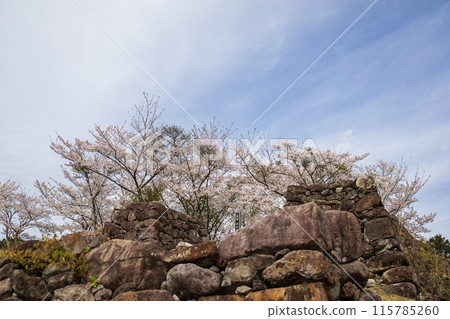 Cherry blossoms blooming at Akagi Castle ruins Cherry blossoms blooming at Akagi Castle ruins 115785260