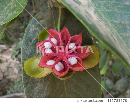 Colorful plants at Cape York, Queensland, Australia. 115785378