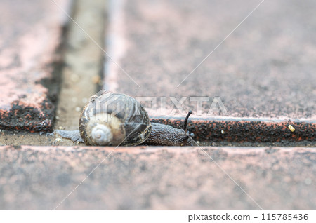 A black snail (Usukawamai) crawling on the road 115785436