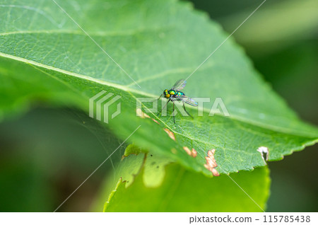 Asinaga飛 115785438