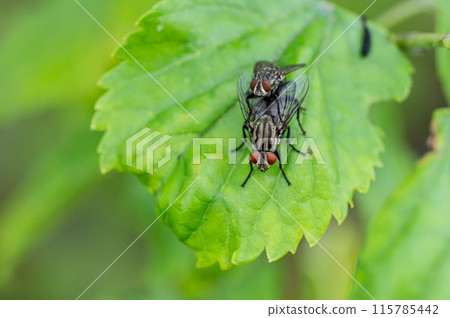 Mating of peregrine flies 115785442