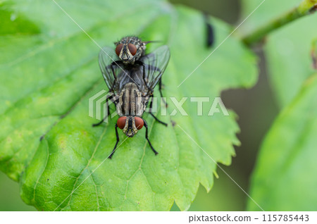 Mating of peregrine flies 115785443
