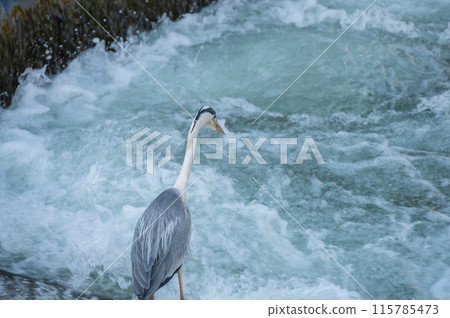 A grey heron hunting for prey under the Kamo River dam A grey heron hunting for prey under the Kamo River dam 115785473