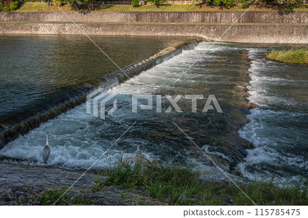 鴨川堰上流下的水 115785475