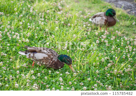 鴨川野鴨(雄) 鴨川野鴨(雄) 115785482