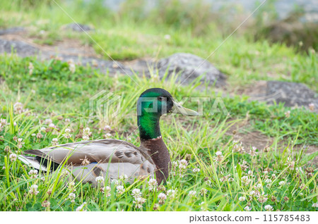 鴨川野鴨（雄） 115785483