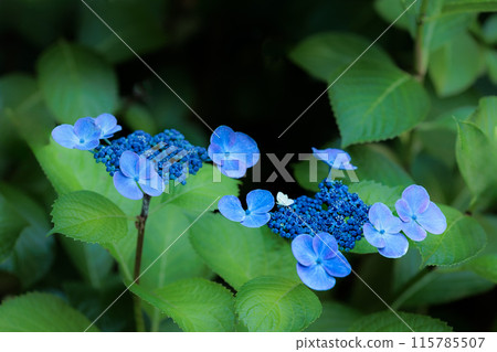 Hydrangeas blooming in vibrant colors under the rainy season sky 115785507