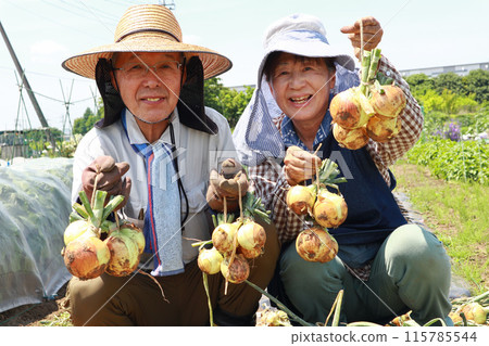 Senior couple harvesting onions 115785544