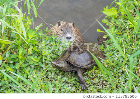 灌溉渠道中的紅耳龜和海狸鼠 115785606