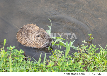Nutria eating grass in an irrigation canal Nutria eating grass in an irrigation canal 115785610