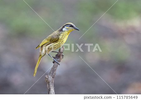 Varied Honeyeater at a waterhole, Cape York, Queensland, Australia.  115785649