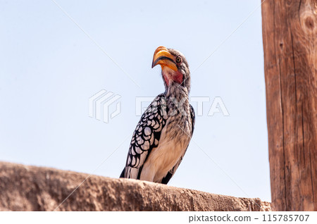 Southern Yellow billed horn bill 115785707
