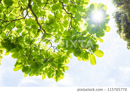 Refreshing fresh green and sun 115785778