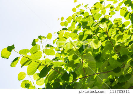 Refreshing fresh green 115785811