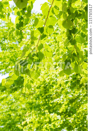 清新的綠色 115785817