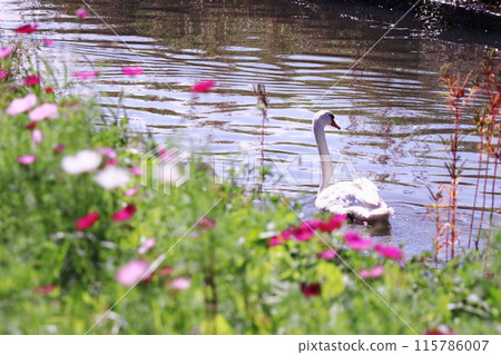 天鵝在池塘和宇宙場中游泳 115786007