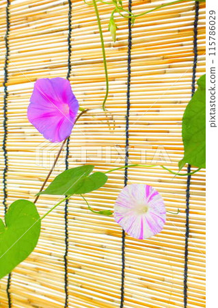 牽牛花牽牛花牽牛花 牽牛花牽牛花牽牛花 115786029