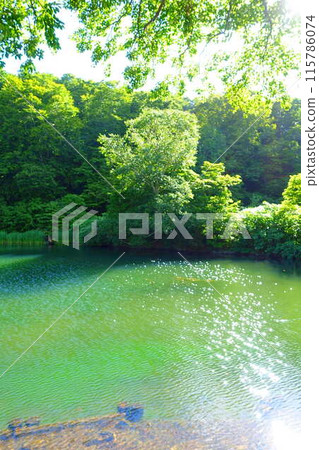 多科沼澤藏王鮮綠 多科沼澤藏王鮮綠 115786074