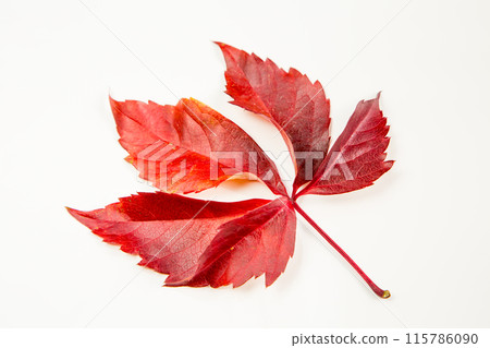 Red autumn leaf Red autumn leaf 115786090