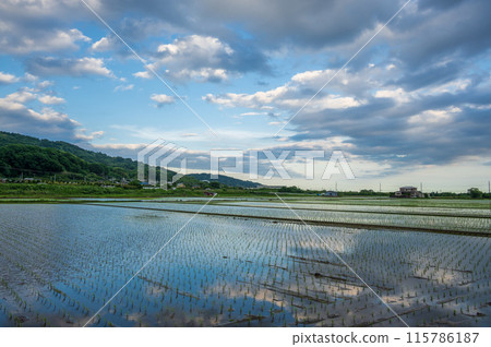 天空倒映在稻田裡,呈現出夢幻般的田園風光 天空倒映在稻田裡,呈現出夢幻般的田園風光 115786187