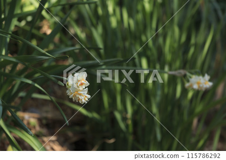 白色的水仙花 白色的水仙花 115786292