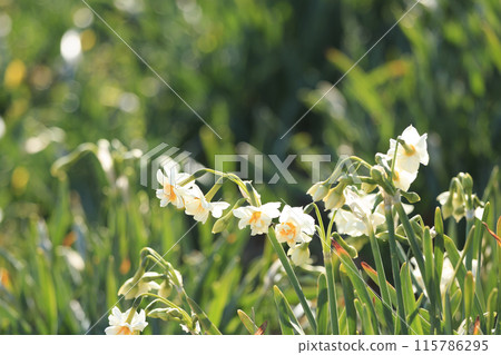 White daffodils White daffodils 115786295