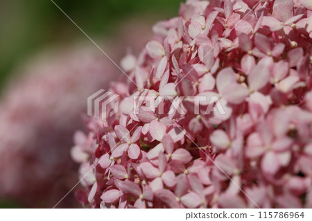 hydrangea   115786964