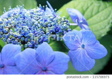 hydrangea hydrangea 115786973