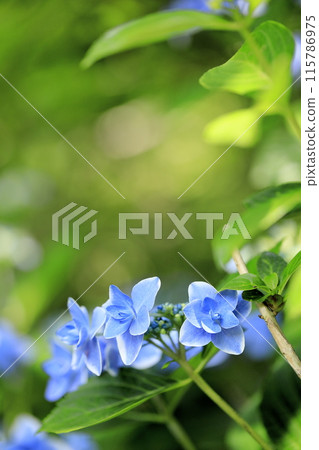 繡球 繡球 115786975