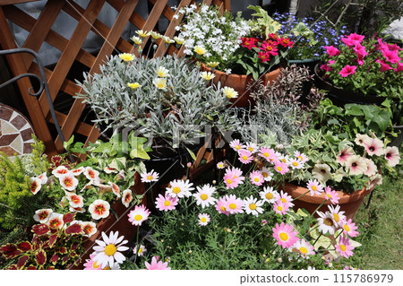 Group planting and potting of flowers in the backyard 115786979