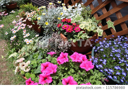 Colorful flowers and pots 115786980