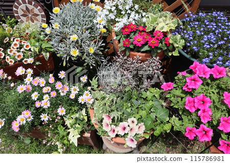 Colorful flowers and pots 115786981