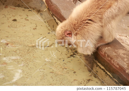 日本獼猴補充水以免掉進池塘 115787045