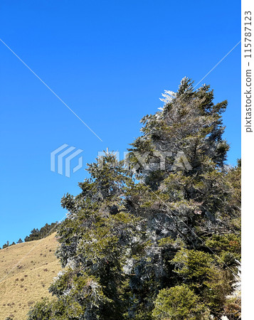 台灣，高山，大樹，合歡山，山脈，爬山，台湾、高山、大きな木、ヘフアン山、山、登山、Taiwan, 115787123