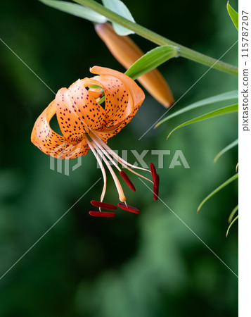 Bright scarlet tiger lilies Bright scarlet tiger lilies 115787207