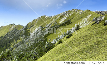 台灣，高山，大樹，合歡山，山脈，爬山，台湾、高山、大きな木、ヘフアン山、山、登山、Taiwan, 115787214