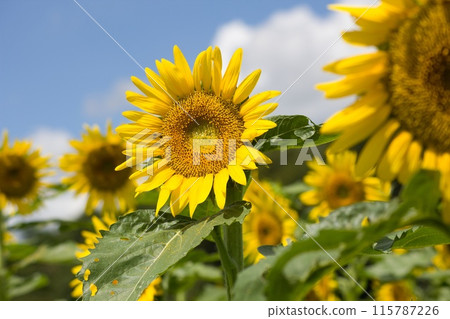 Sunflower shining in the blue sky 115787226
