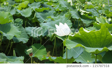 白蓮花 115787318