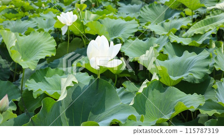 白蓮花 115787319