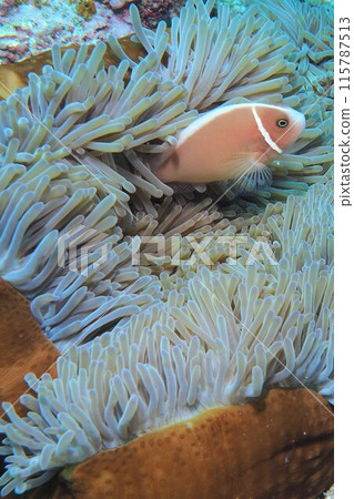 Sea anemones and pink anemonefish in the Okinawan sea Sea anemones and pink anemonefish in the Okinawan sea 115787513
