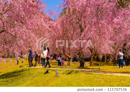 Fukui Prefecture, Takekurabe Square, Weeping Cherry Blossoms Fukui Prefecture, Takekurabe Square, Weeping Cherry Blossoms 115787536